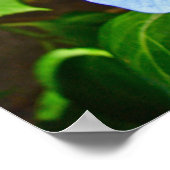 Casquette en dentelle bleue Hydrangea - Poster (Coin)