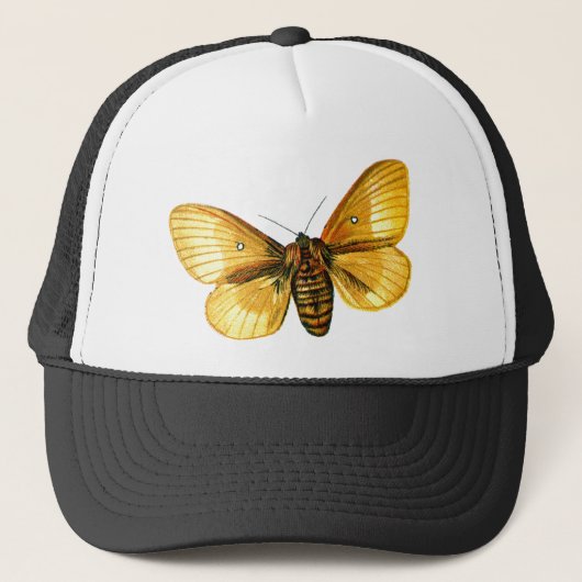 Casquette femelle de Bombyx quercus (Devant)