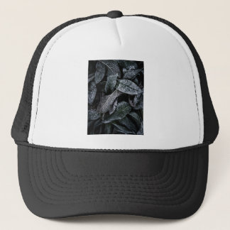 Casquette feuilles cool