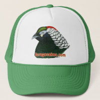 Gâteaux de fourrage : Madame Amherst Pheasant