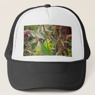 Casquette Goldfinch