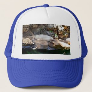 Casquette Grand Phoque Mâle Endormi Sur Des Rochers,