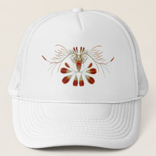 Casquette Haeckel