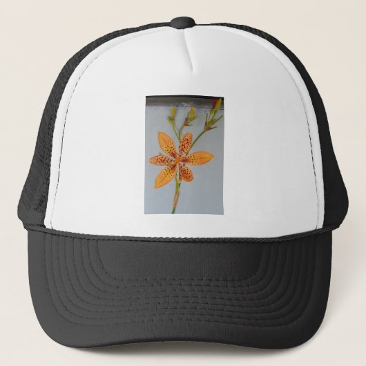 Casquette Iris tacheté orange appelé lys Blackberry (Devant)