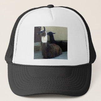 Casquette Les lamas comme image du Zoo