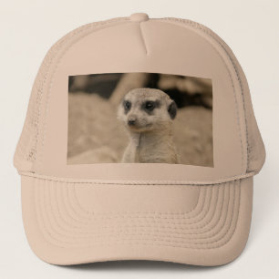 Casquette Meerkat