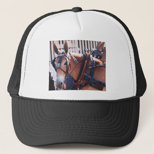 Casquette mules et ânes 026 (Devant)