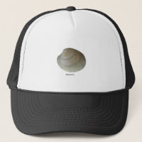 Palourde de clam