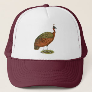 Casquette Paon : Congo Peahen