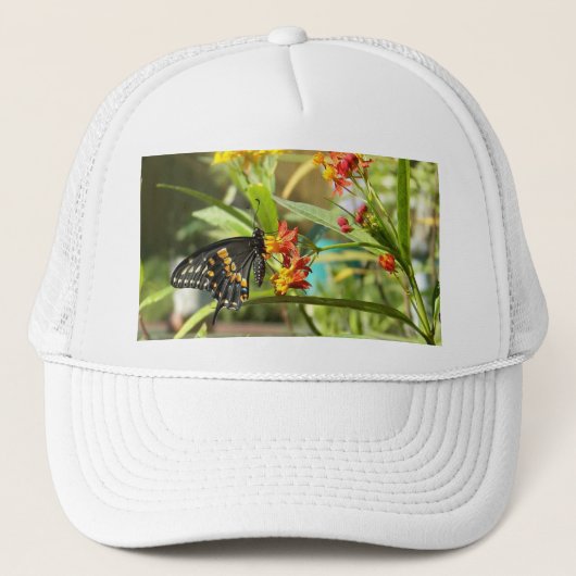 Casquette Papillon noir à queue noire #2 (Devant)
