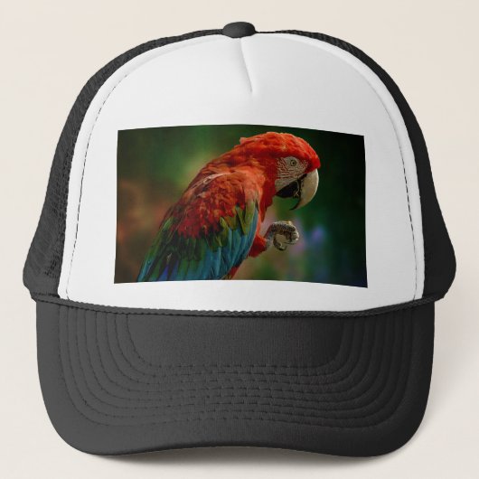 Casquette Perroquet coloré (Devant)