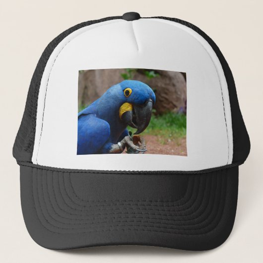Casquette perroquet de blauaras (Devant)