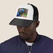 Casquette perroquet de blauaras (En situation)