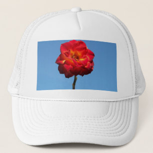 Casquette Phoenix Rose dans le Sky-casquette