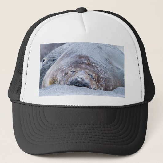 Casquette Phoque d'éléphant dormant (Devant)