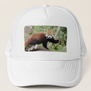 Casquette Photo panda rouge, animaux 0003.