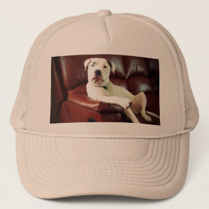 Casquette pitbull blanc drôle sur le canapé