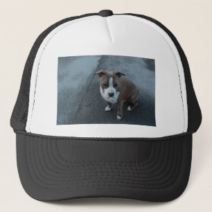 Casquette Pitbull blanc et gris sur du béton