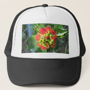 Casquette Poinsettia sauvage