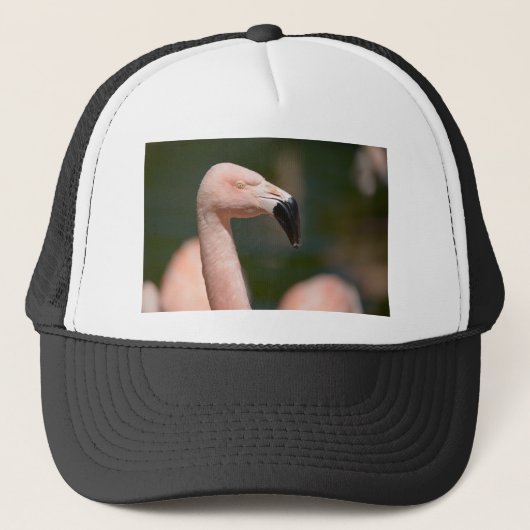 Casquette Portrait flamingo (Devant)