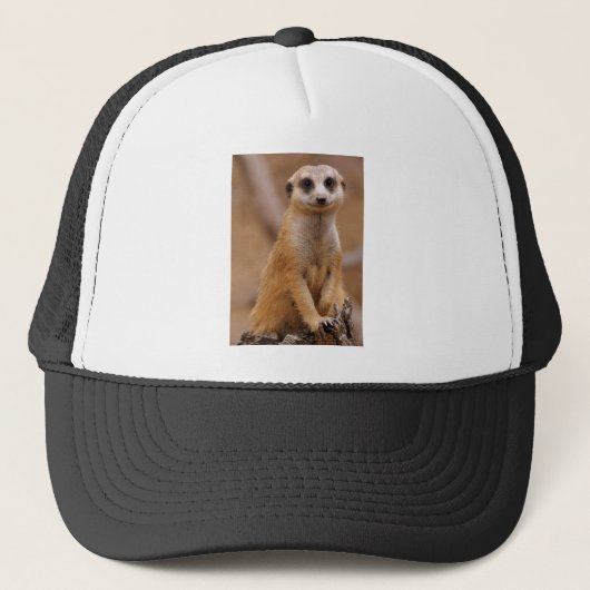 Casquette Pose de Meerkat (Devant)