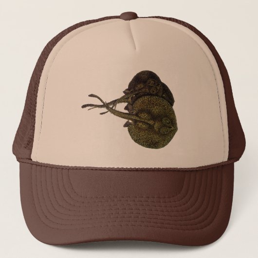 Casquette Rayons vintages, Animaux de la vie marine (Devant)