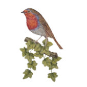 Casquette Robin perché sur une feuille de lierre