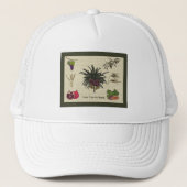 Casquette Sept espèces (Devant)