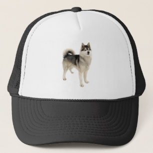 Casquette Sibérie Husky Chien animal animal de compagnie per