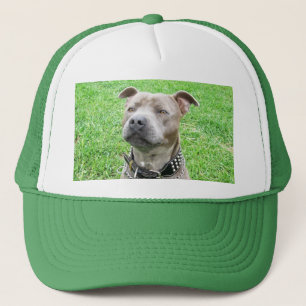 Casquette Staffordshire Bull Terrier assis,