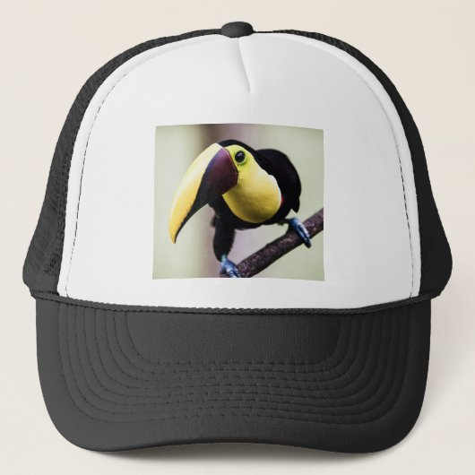 Casquette Toucan du Costa Rica (Devant)