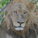 Casquette Vieux Lion Qui S'Étend.<br><div class="desc">Pris près de Chobe Camp au Botswana,  en Afrique.</div>