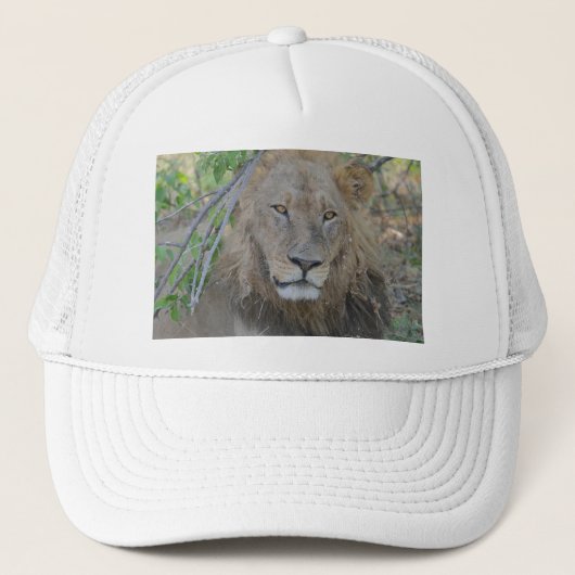 Casquette Vieux Lion Qui S'Étend. (Devant)