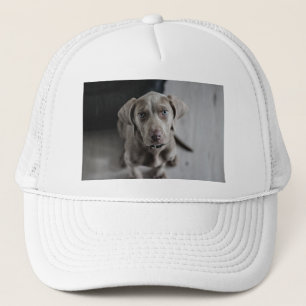 Casquette weimaraner-chiot