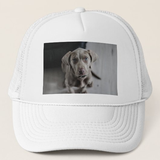 Casquette weimaraner-chiot (Devant)