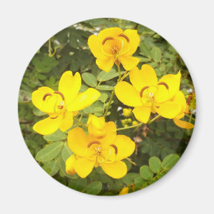 Cassia Flowers Photo Round Magnet Magneet