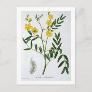 Cassia van 'Phytographie Medicale' door Joseph Roq Briefkaart