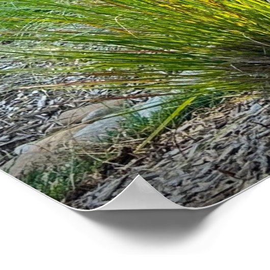 Cassian Fountain Grass, Poster (Hoek)