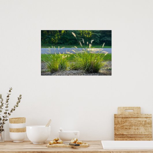 Cassian Fountain Grass, Poster (Keuken)