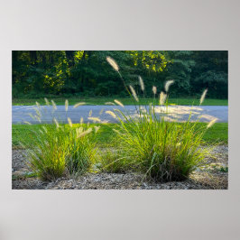 Cassian Fountain Grass, Poster