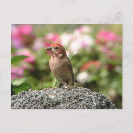Cassin's Finch Briefkaart (Voorkant)