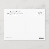 Cassin's Finch Briefkaart (Achterkant)