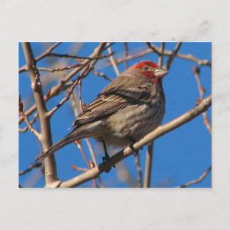 Cassin's Finch Briefkaart