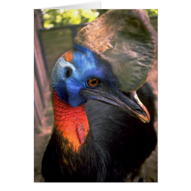 Cassowary (Voorkant)