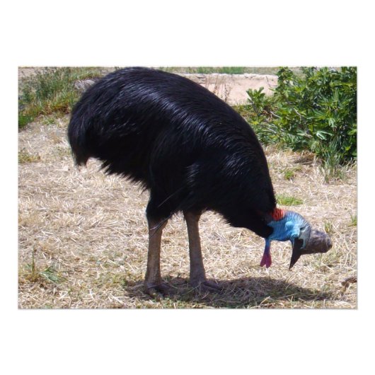 Cassowary Bird Eliminator Foto Afdruk (Voorkant)