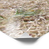 Cassowary Bird Eliminator Foto Afdruk (Hoek)