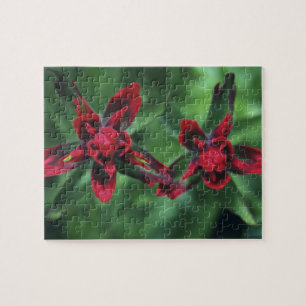 Castilleja, Banff NP, Alberta, Canada 2 Legpuzzel