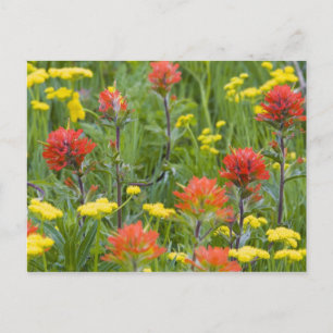 Castilleja en biscuitroot wilde bloemen briefkaart