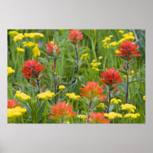 Castilleja en biscuitroot wilde bloemen poster