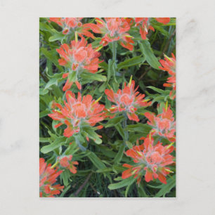 Castilleja-wildebloemen in de Many Briefkaart